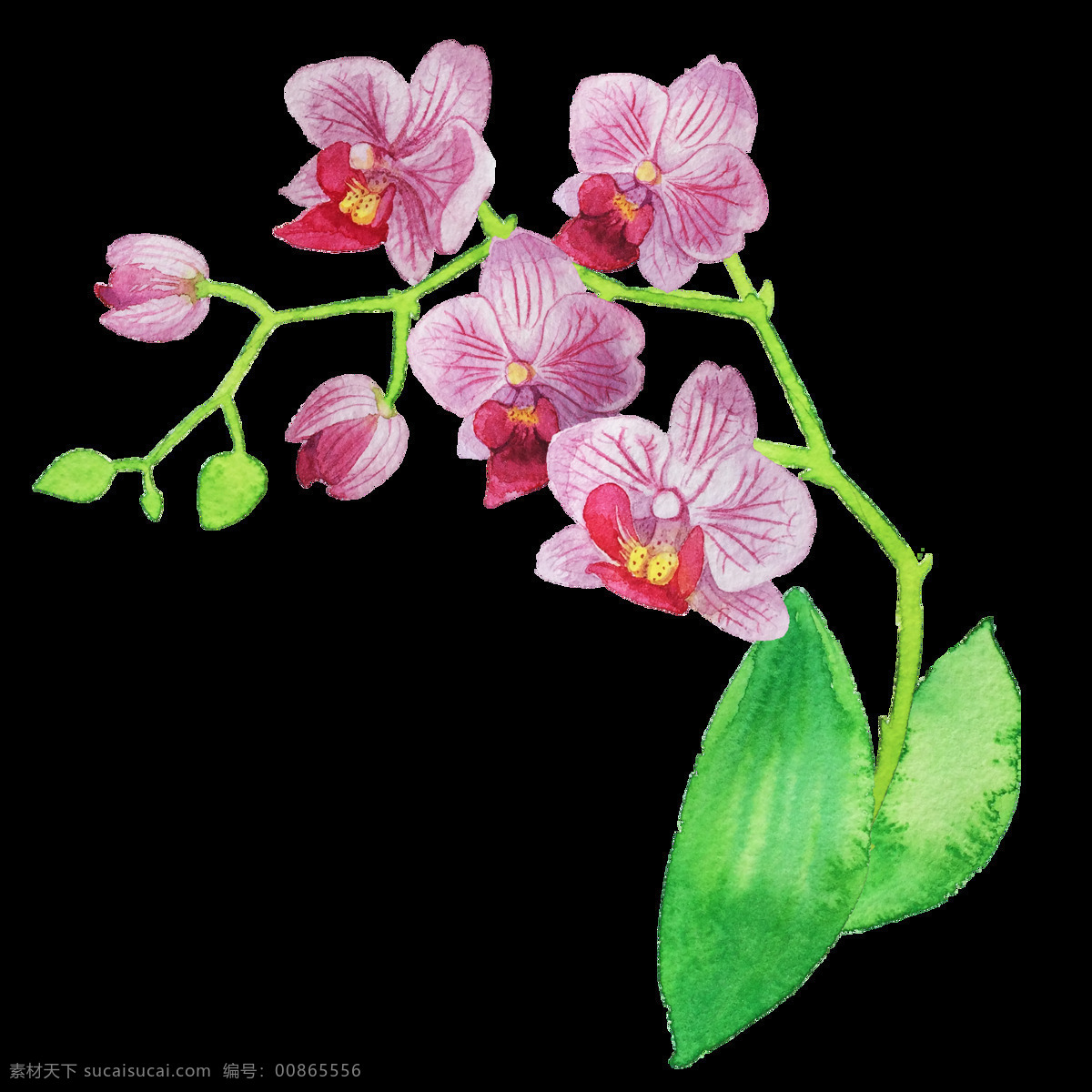 手绘 水彩 鲜花 卡通 透明 装饰 合集 免 扣 白色 插画 粉色 花瓣 花朵 花卉 绿色 绿叶 手账素材 淘宝