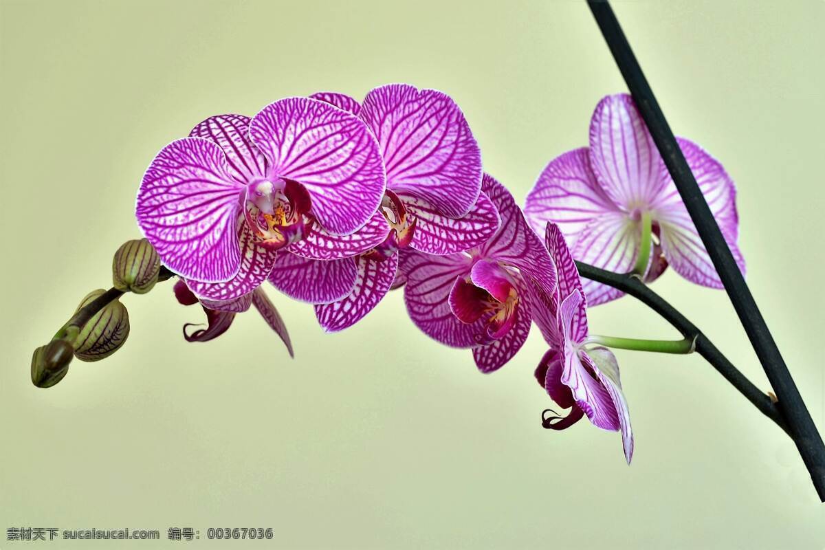 兰花 盛开 植物 花朵 花卉 蝴蝶兰 生物世界 花草