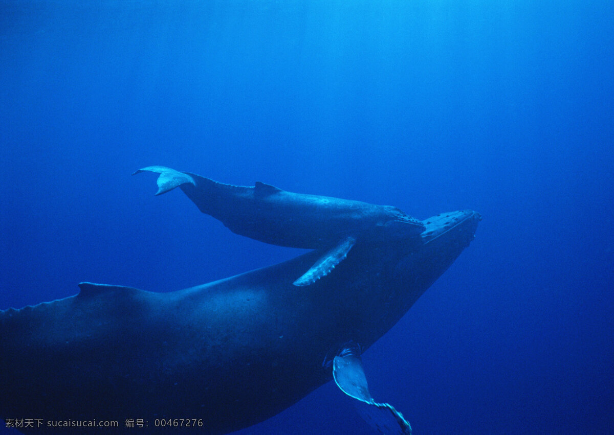 鲸鱼 摄影图片 动物世界 生物世界 海底生物 海豚 大海 水中生物