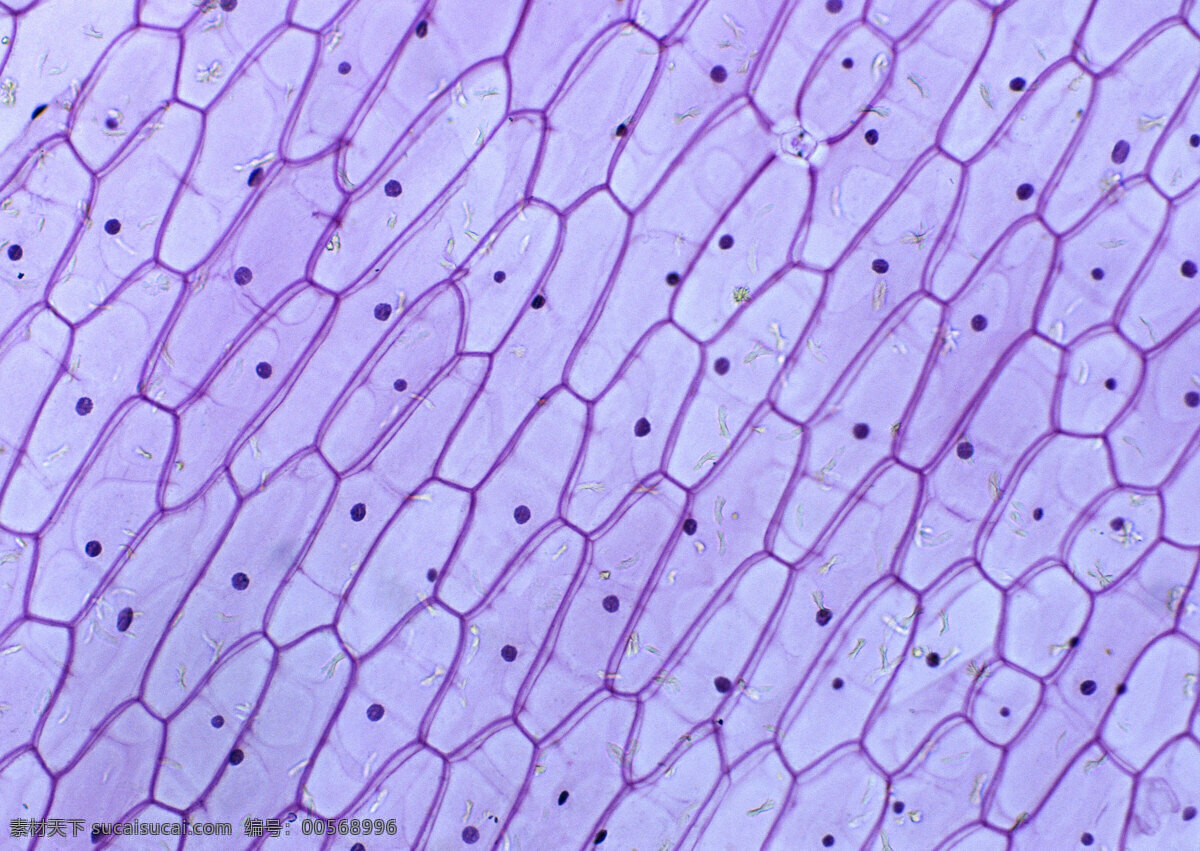 细胞 植物细胞 细胞壁 生物世界 其他生物 摄影图库