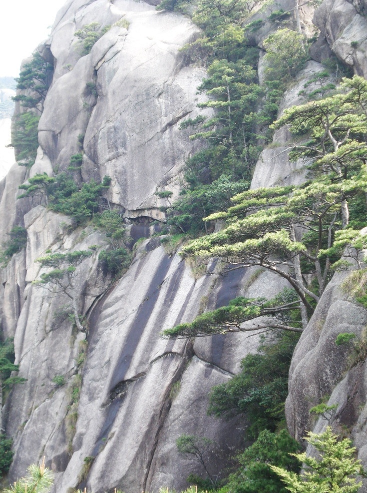 安徽黄山风景 安徽 黄山风景 松树 岩石 自然风景 自然景观