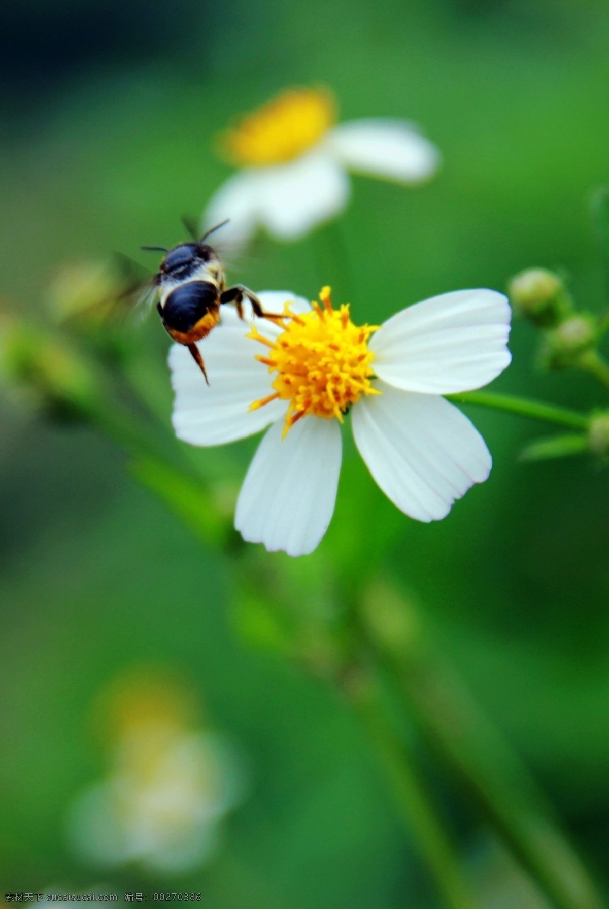 蜜蜂 昆虫 生物世界 野花