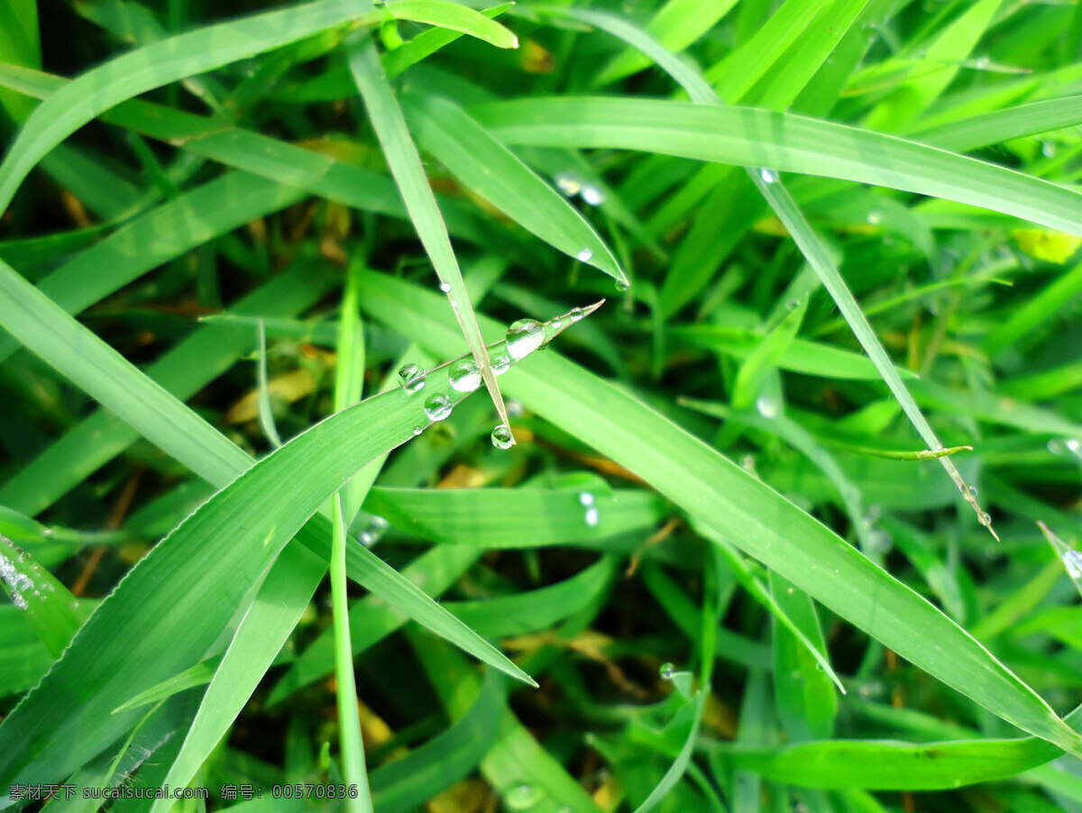 野草 水滴 绿色 清晨 水珠 夏日 生物世界