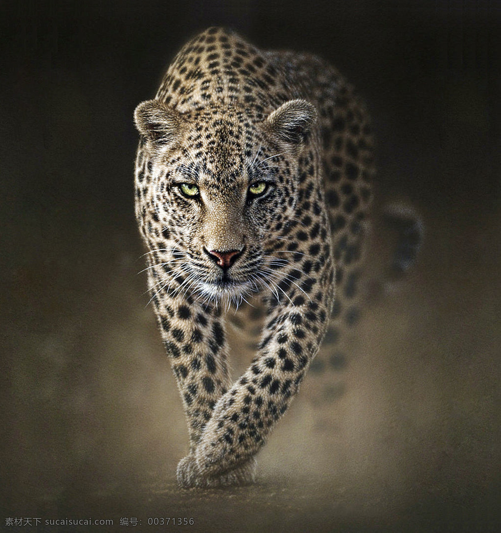 进攻前的猎豹 猎豹 进攻 豹子 豹 野生动物 动物世界 生物世界 合成