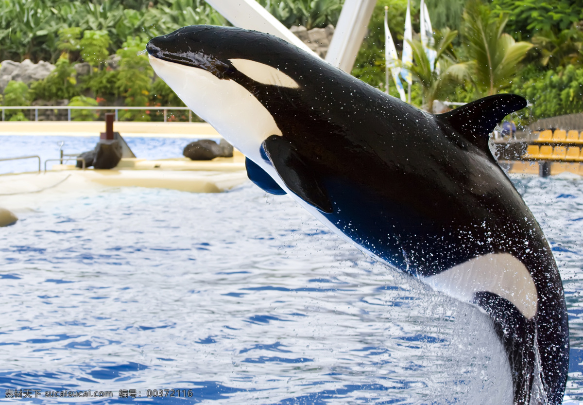 跳出 水 面的 海豚 湖水 水花 动物 表演 海豚摄影 水中生物 生物世界 白色