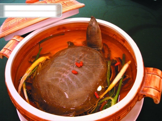 野生 中华鳖 餐饮 传统美食 甲鱼 美食 美味 食物 养生 滋补 野生中华鳖 鳖 风景 生活 旅游餐饮