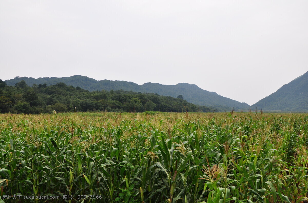 农业图 农业 玉米地 风景 山 群山环绕 农业生产 田园风光 青色玉米 农业基地 自然景观