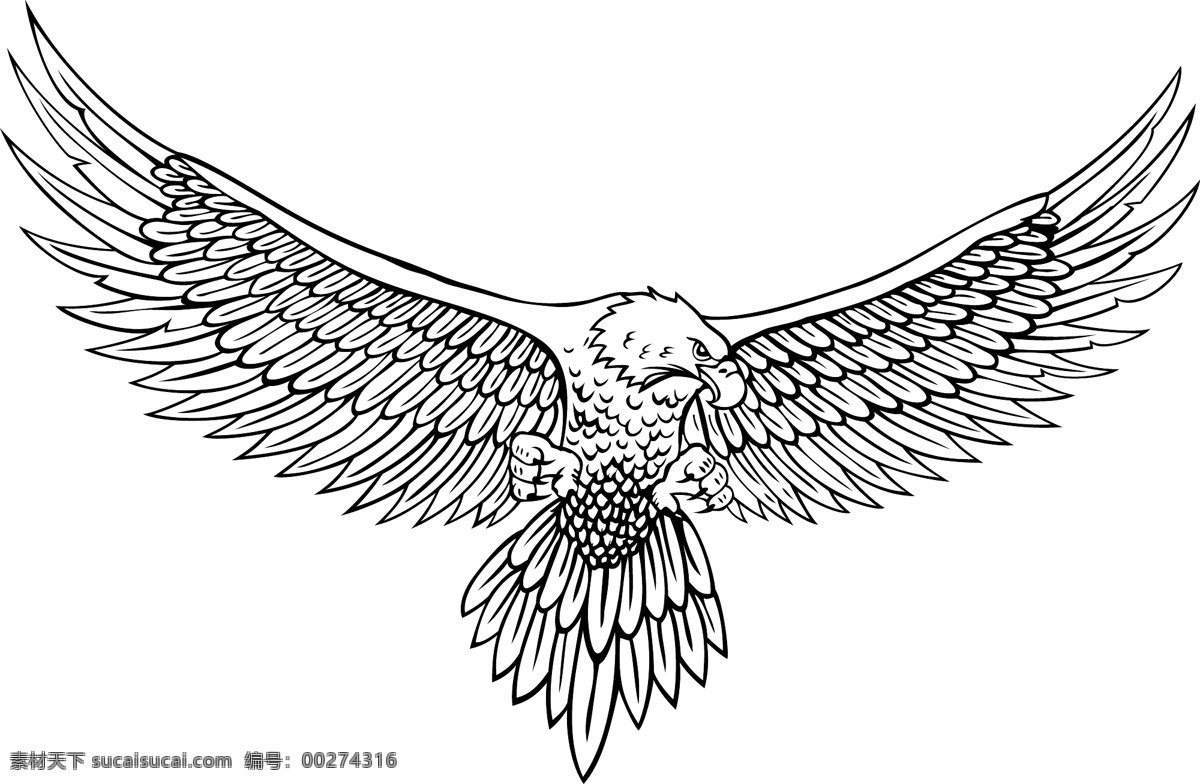 白描 鹰 矢量 翅膀 明 矢量素材 线条图 展翅 白描图 傲视 利爪的鹰 矢量图 其他矢量图