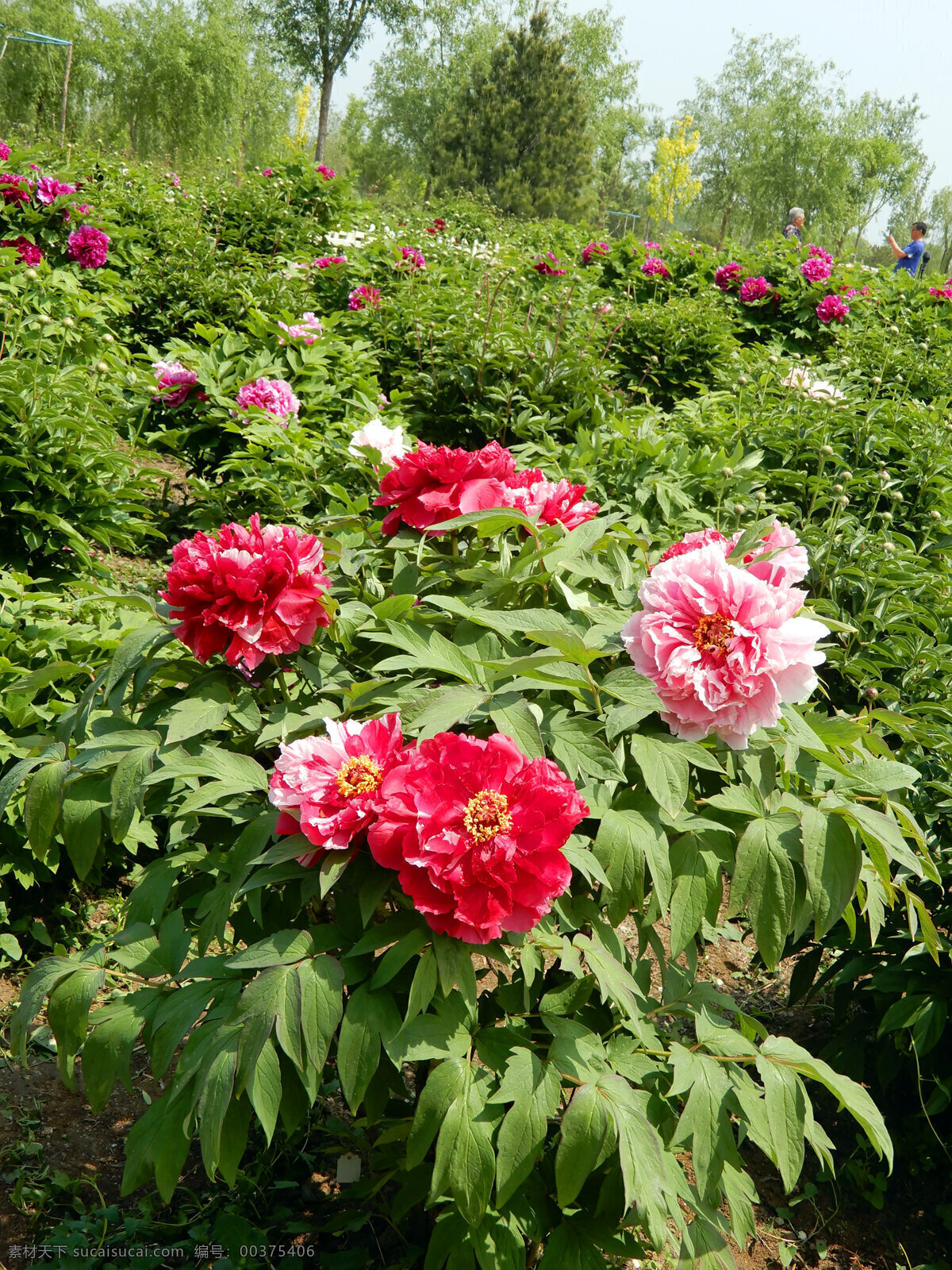 牡丹花 牡丹 花朵 鲜花 盛开 富贵花 绿叶 生物世界 花草