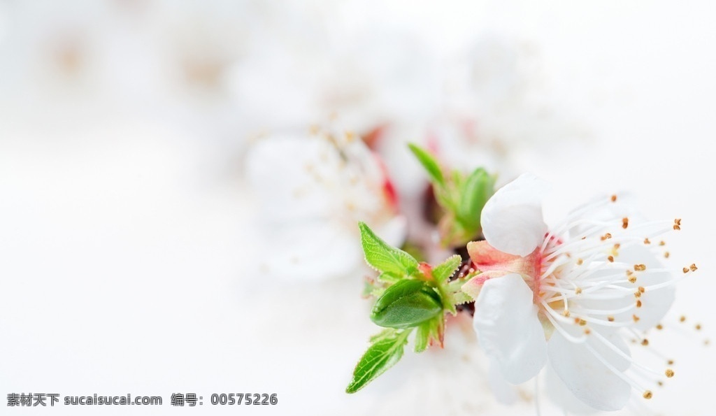 樱花 鲜花 花卉 花朵 桃花 梨花 背景 鲜花背景 背景素材 花花世界 花草 生物世界 植物