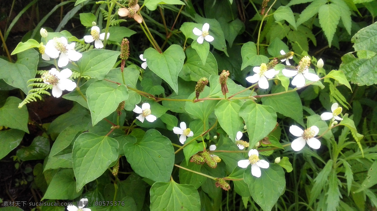 鱼腥草 蔬菜 药 绿色 环保 天然 无污染 生物世界 花草 自然景观 田园风光