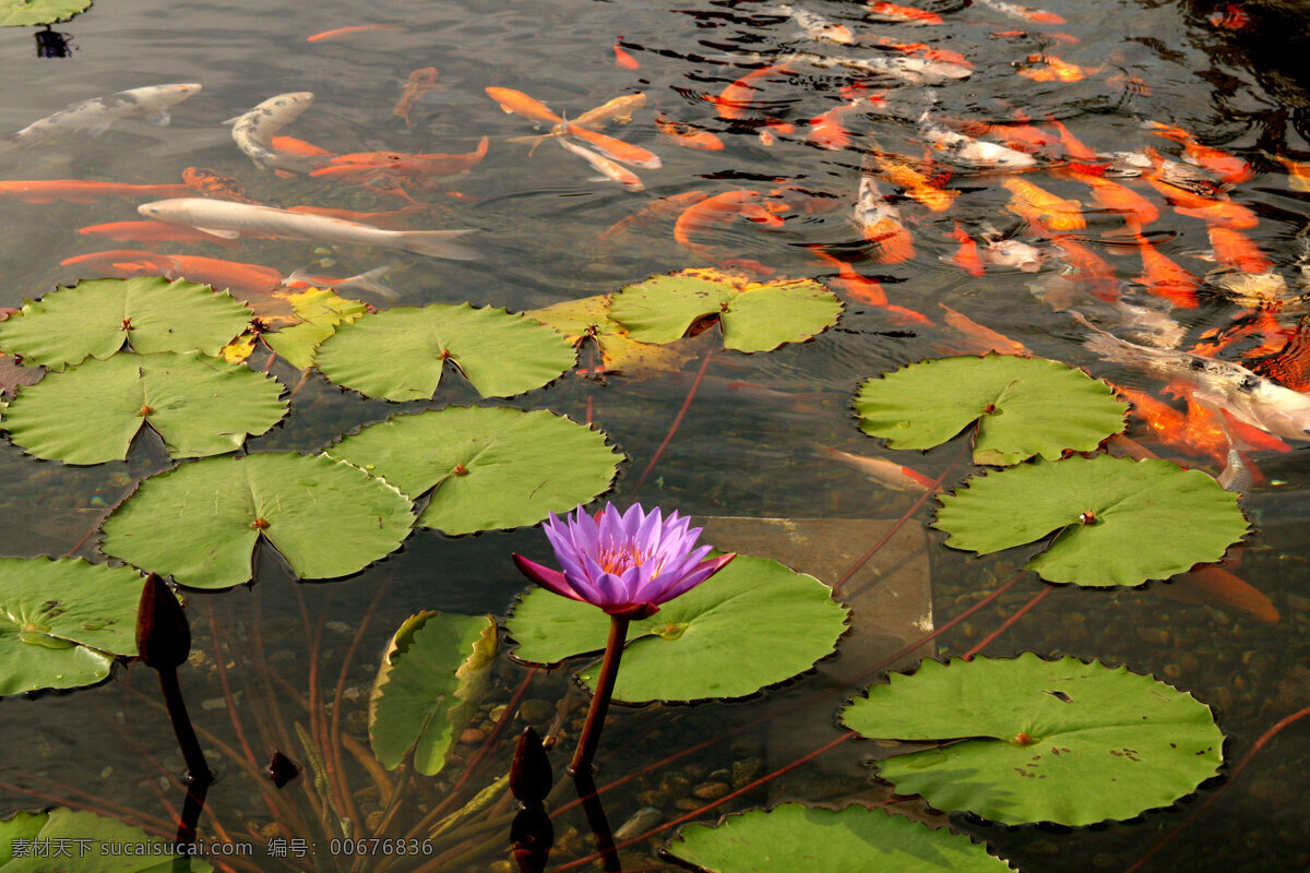 花红 鱼跃 莲花 生物世界 睡莲 鱼类 花红鱼跃 生态池 群鱼 水体清澈 生态水池