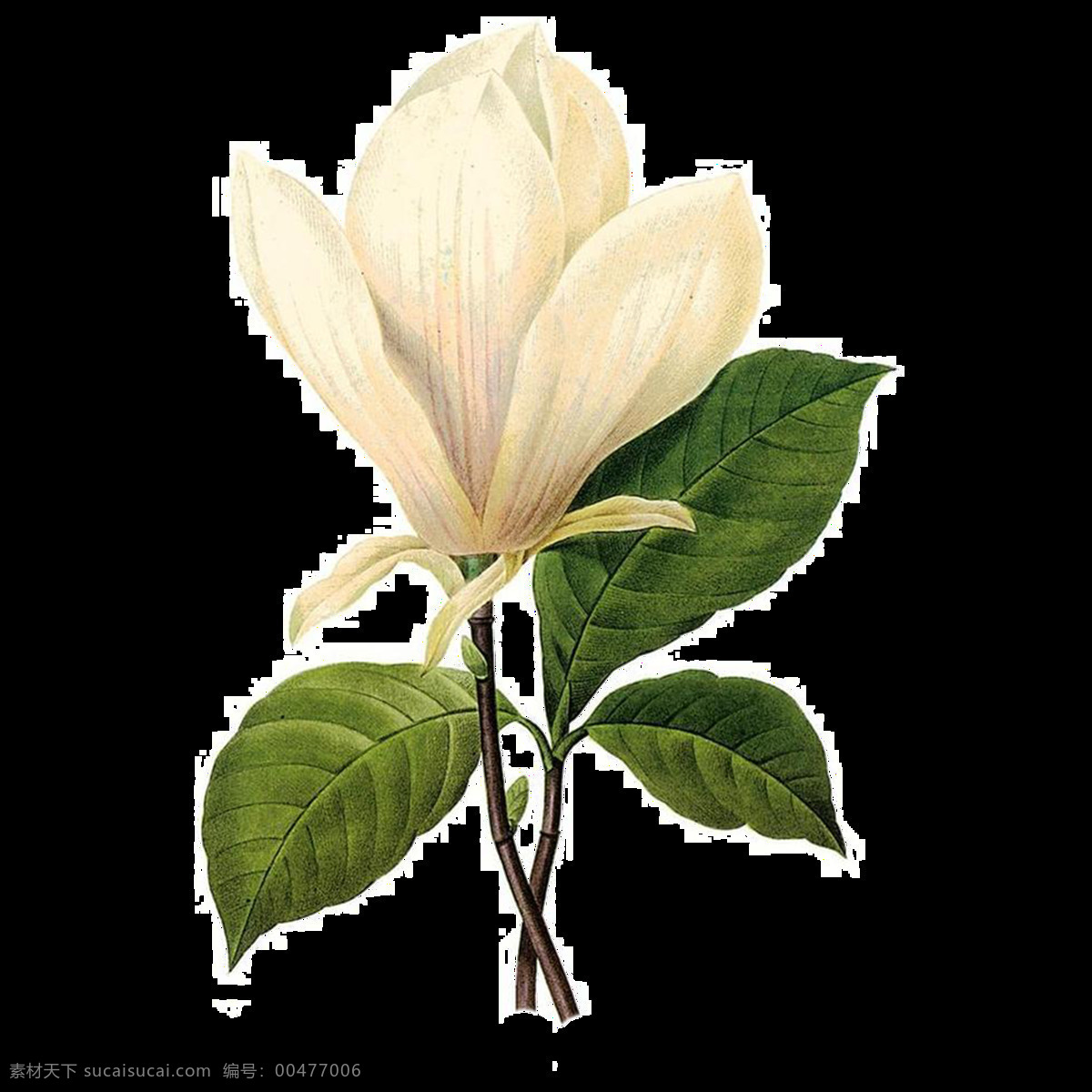 朵 乳白色 花 元素 白色 植物