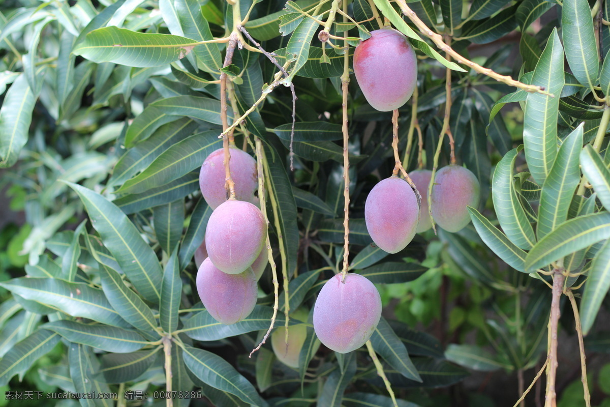 芒果 芒果树 植物 青芒果 蜜瓜 果子 水果 生物世界