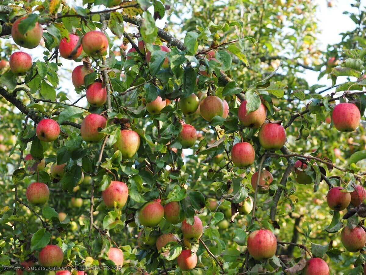 苹果 苹果树 苹果园 采摘 新疆苹果 阿克苏苹果 冰糖心 红富士 生物世界 水果 绿色