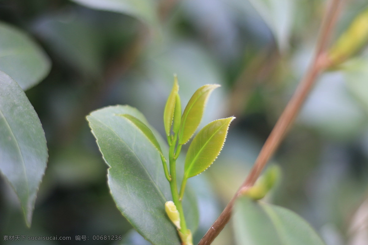 茶叶 茶园 茶 绿茶 红茶 嫩芽 发芽 新芽 春芽 春天 绿叶 叶子 生物世界 树木树叶