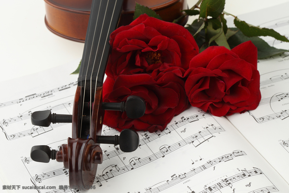 五线谱 玫瑰花 小提琴 花朵花卉 美丽花朵 鲜花乐谱 五线音谱 音乐 影音娱乐 生活百科