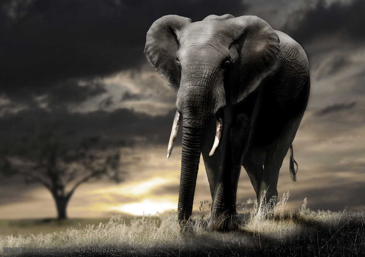 非洲 大象 高清 亚洲象 非洲象 象牙 草原 干草 草地 非洲草原 动物园 动物世界 野生动物 科学探秘 唯美 高清摄影 细节 特写 拍摄 生物世界