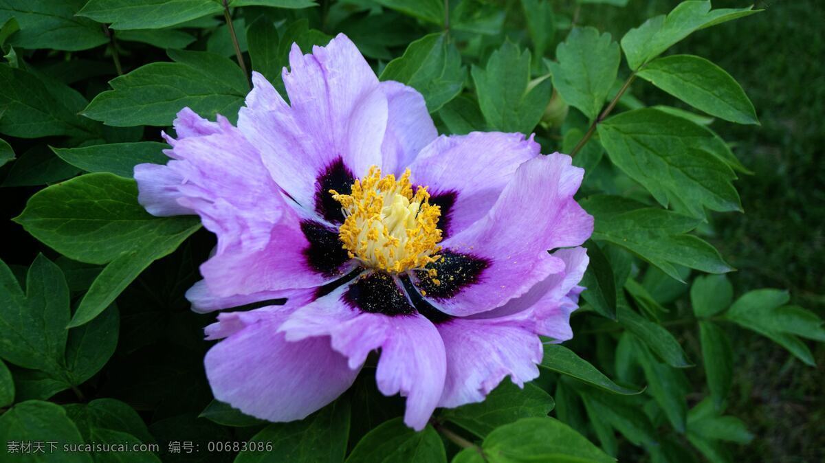 高清 唯美 紫色 牡丹花 鲜花 紫花 牡丹 花朵