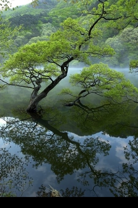 湖泊中的树 树林 树 湖泊 水气 雾气 倒影 自然景观 自然风景 湖泊树木 摄影图