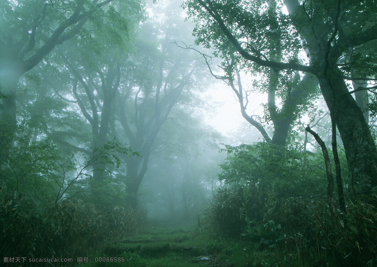 阳光森林 富尔特 素材辞典 森林 树 绿色 自然景观 自然风景 摄影图库