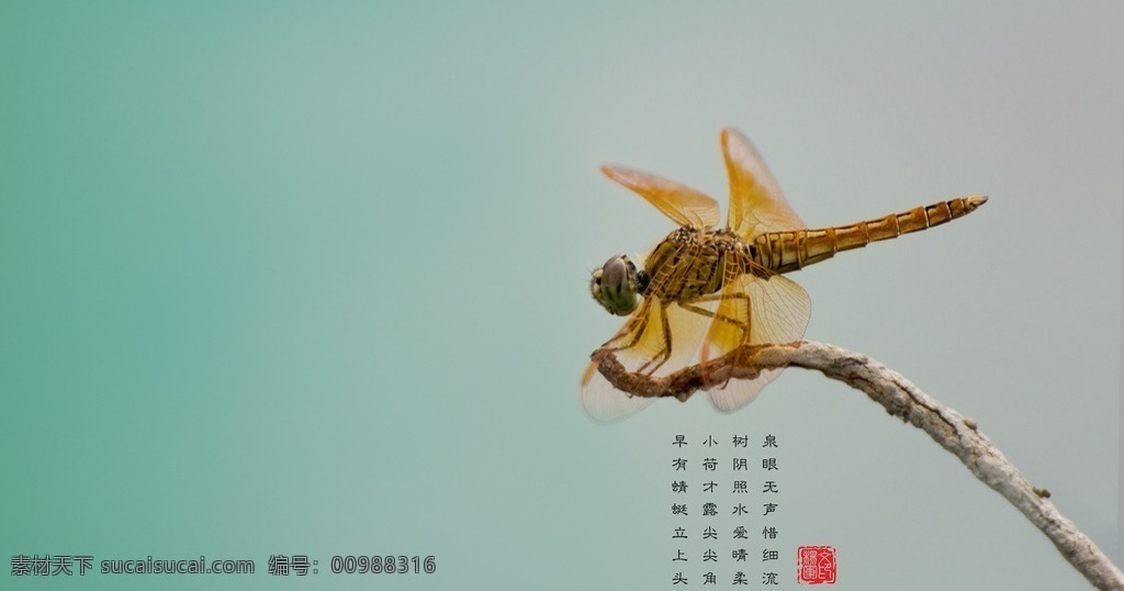 红蜻蜓 蜻蜓 湖面蜻蜓 亭亭玉立 桌面壁纸 原创 生物世界 昆虫