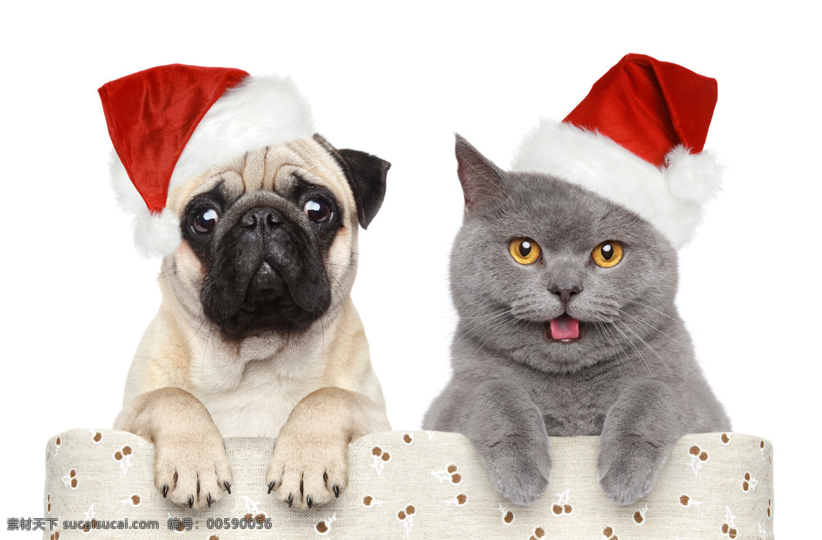 带 圣诞 帽 狗 猫 圣诞节 节日 节庆 圣诞节装饰 动物 节日庆典 生活百科