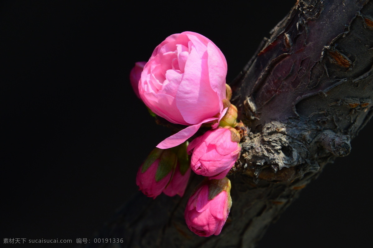 榆叶梅 观赏花卉 花骨朵 榆梅 小桃红 春芽 花苞 梅花 春天 花卉 树枝 自然景观 绿化景观 榆叶梅腊梅 生物世界 花草