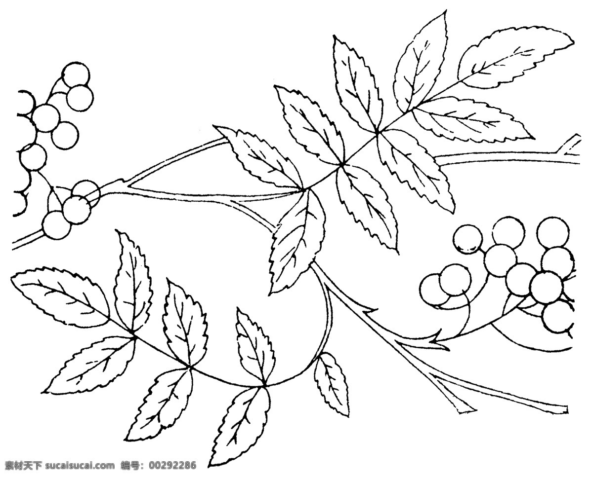 线图 矢量 diagram1 花型 花 矢量图 型 其他载体 其他矢量图