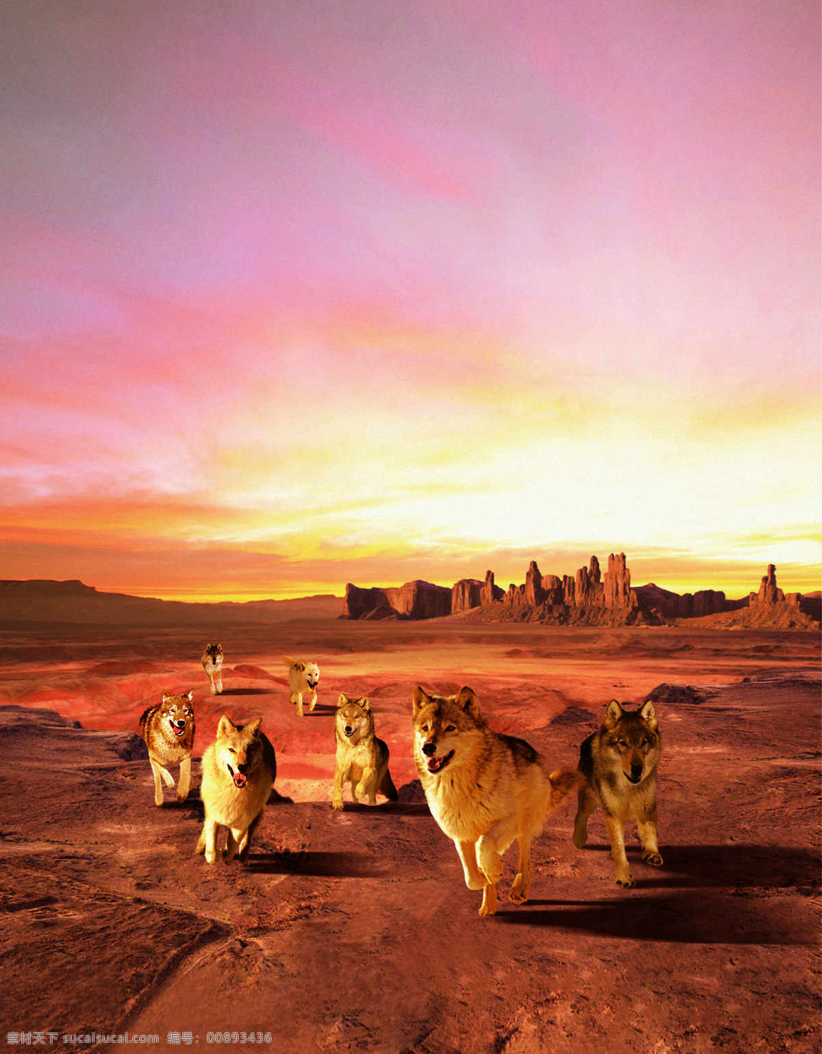 黄昏 七匹狼 沙漠 生物世界 野生动物 沙漠狼 设计素材 模板下载 海报