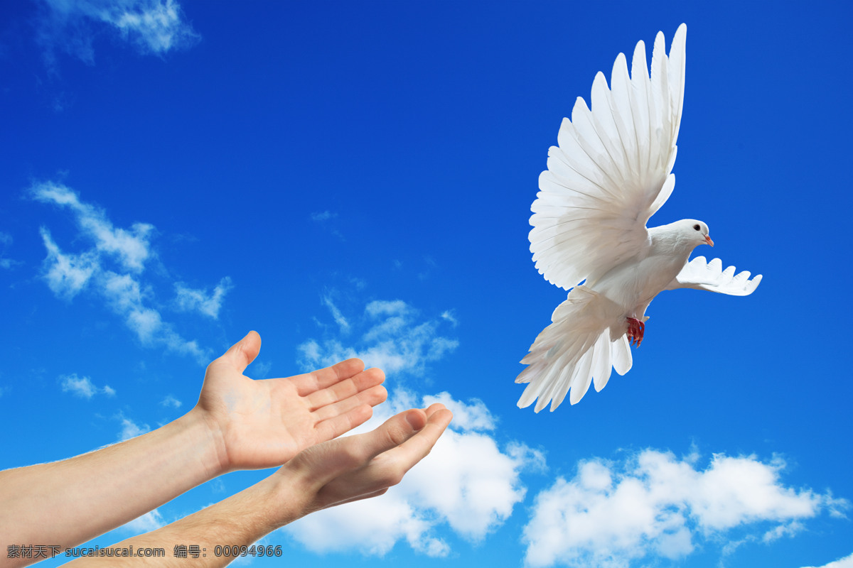 和平鸽 鸽子 白鸽 蓝天 白云 飞鸽 小鸟 鸟类 飞翔 生物世界