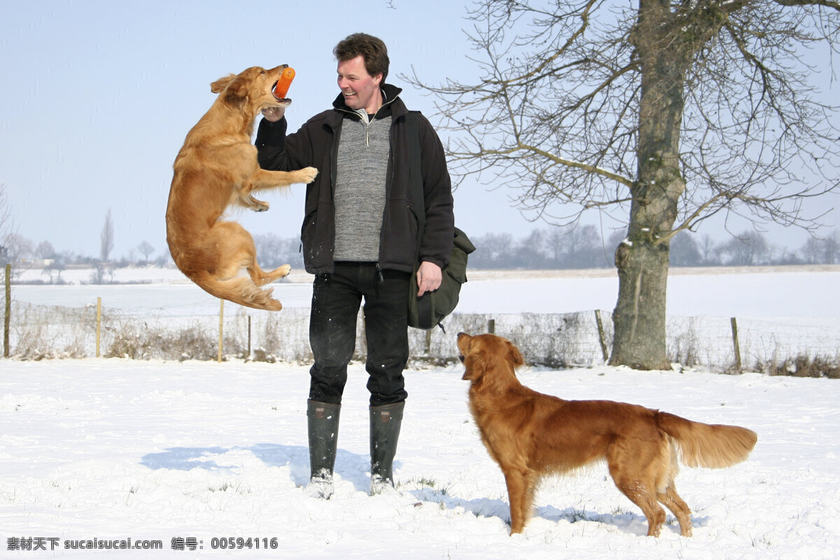 雪地 里 驯 狗 师 雪 驯狗师 小狗 犬 小狗图片 宠物狗 名贵犬种 宠物狗图片 可爱 小狗图片大全 宠物 小动物 陆地动物 生物世界 白色