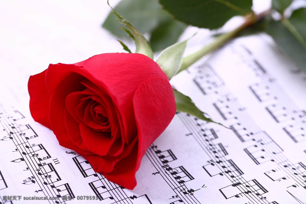 美丽 红玫瑰 花 五线谱 玫瑰花 花朵花卉 美丽花朵 鲜花乐谱 五线音谱 音乐 花草树木 生物世界