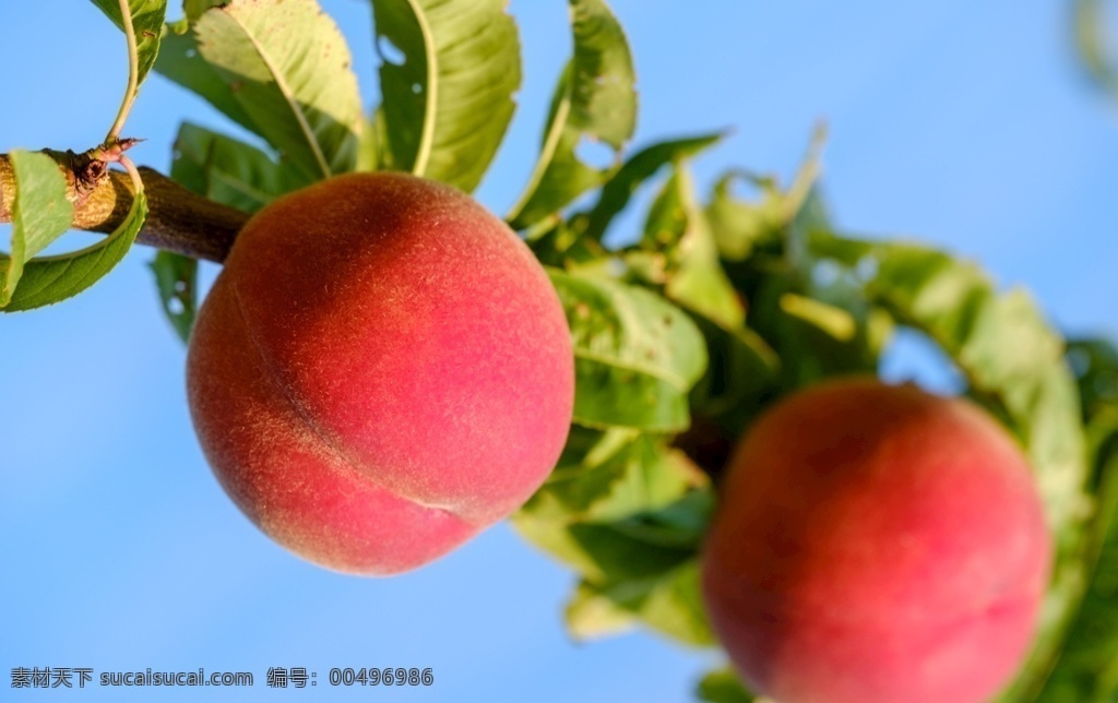 桃子图片 毛桃 水蜜桃 桃子 蜜桃 黄桃 水果 水果摄影 生物世界