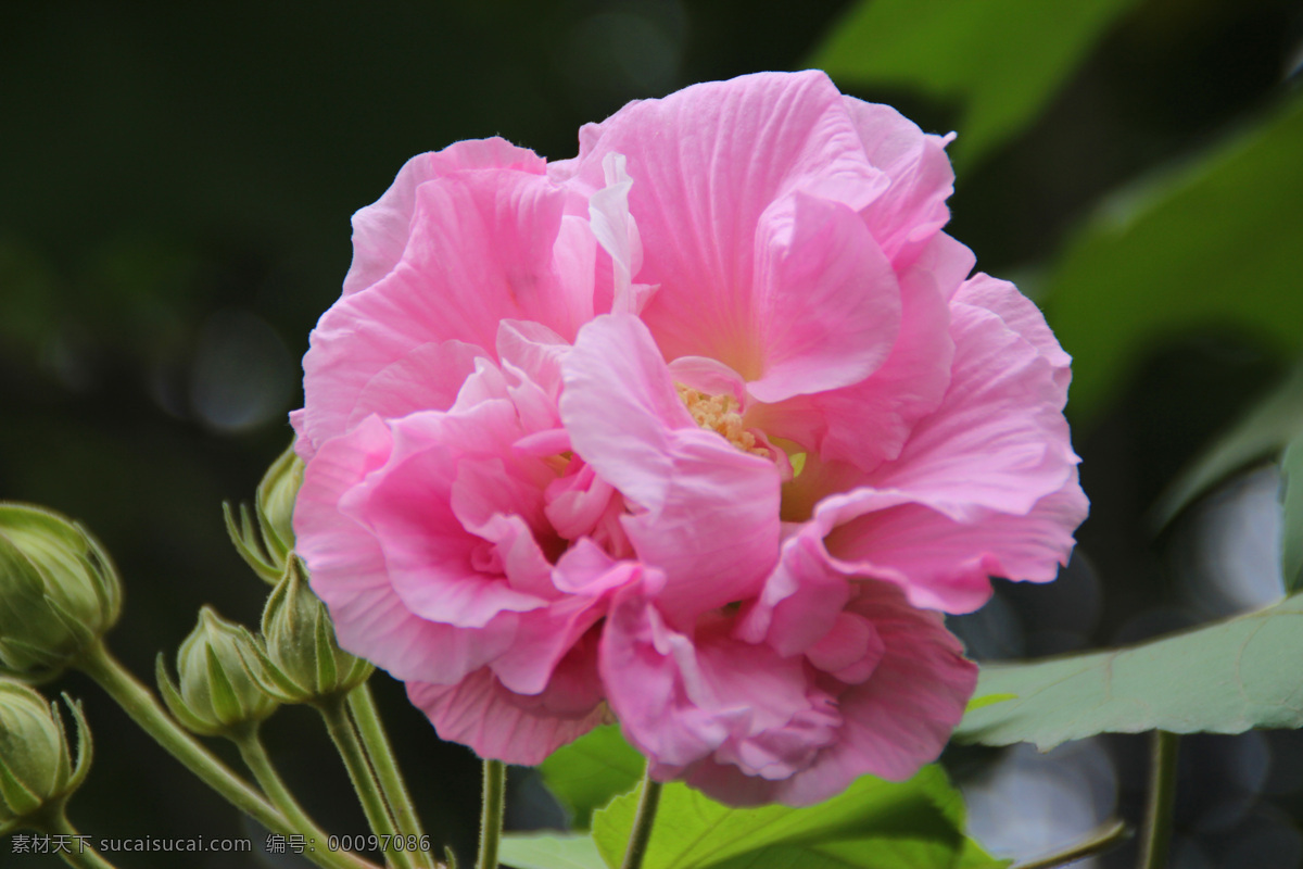 芙蓉花 木芙蓉 芙蓉 木莲 鲜花 红花 花特写 生物世界 花草