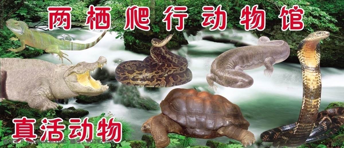 两栖动物馆 蟒蛇 千年大龟 眼睛蛇 蛙蛙鱼 变色龙 鳄鱼 小溪 国内广告设计 广告设计模板 源文件