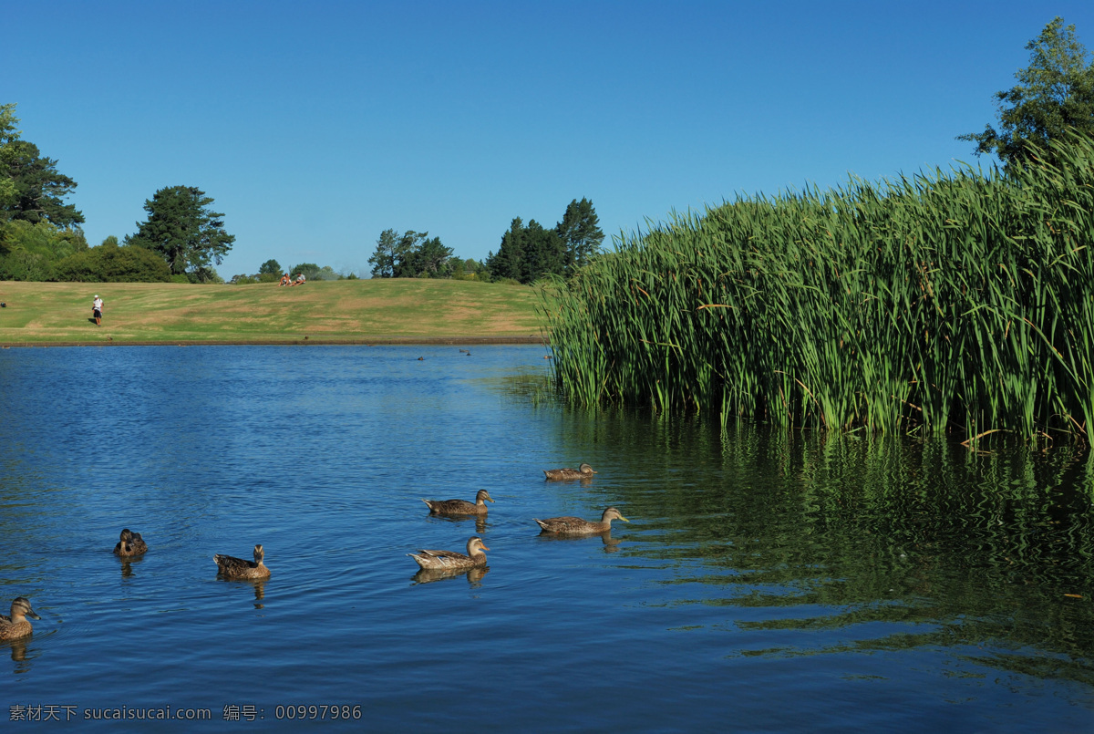 静逸 湖 芦苇 鸭子 静 草坪 自然景观 自然风景 摄影图库