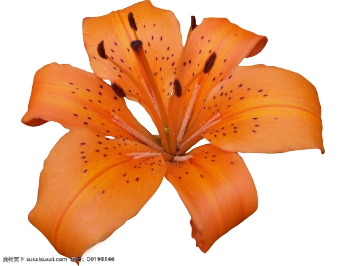 朵 橙色 百合花 免 抠 透明 元素 图形 海报 广告 百合花海报图