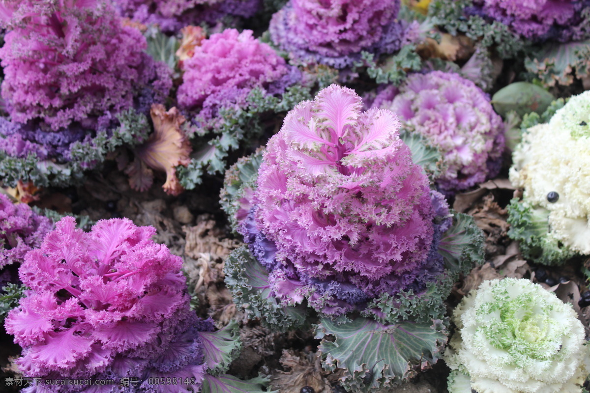 羽衣甘蓝 鲜花 绿化 植物 花草 生物世界