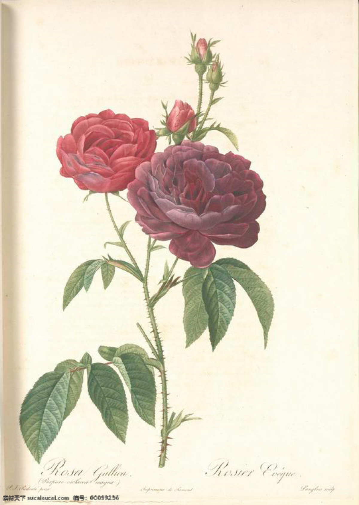 复古 油画 名画 玫瑰 大全 花 花卉 手绘 艺术 植物图 文化艺术