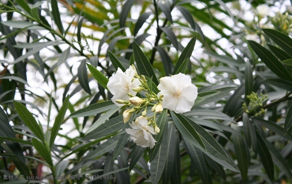 夹竹桃 柳叶桃 半年红 甲子桃 鲜花 花草 花草世界 生物世界