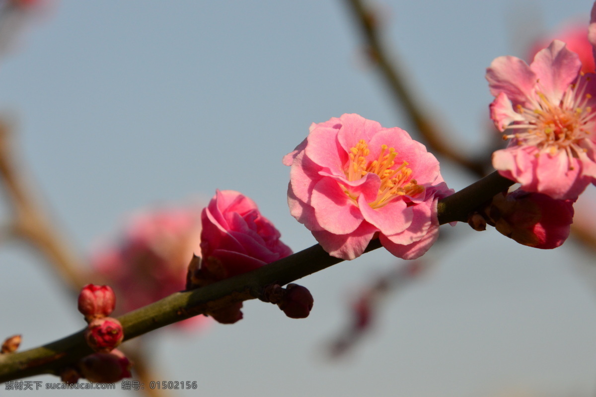 梅花 酸梅 黄仔 合汉梅 花朵 花瓣 花蕊 花儿 花卉 枝叶 绿化景观 榆叶梅腊梅 生物世界 花草