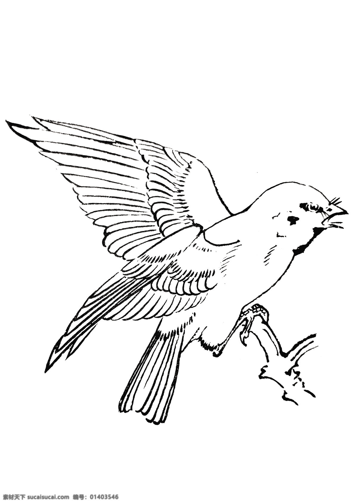麻雀 线描 手绘 鸟 白描 飞禽 飞鸟 手稿 分层