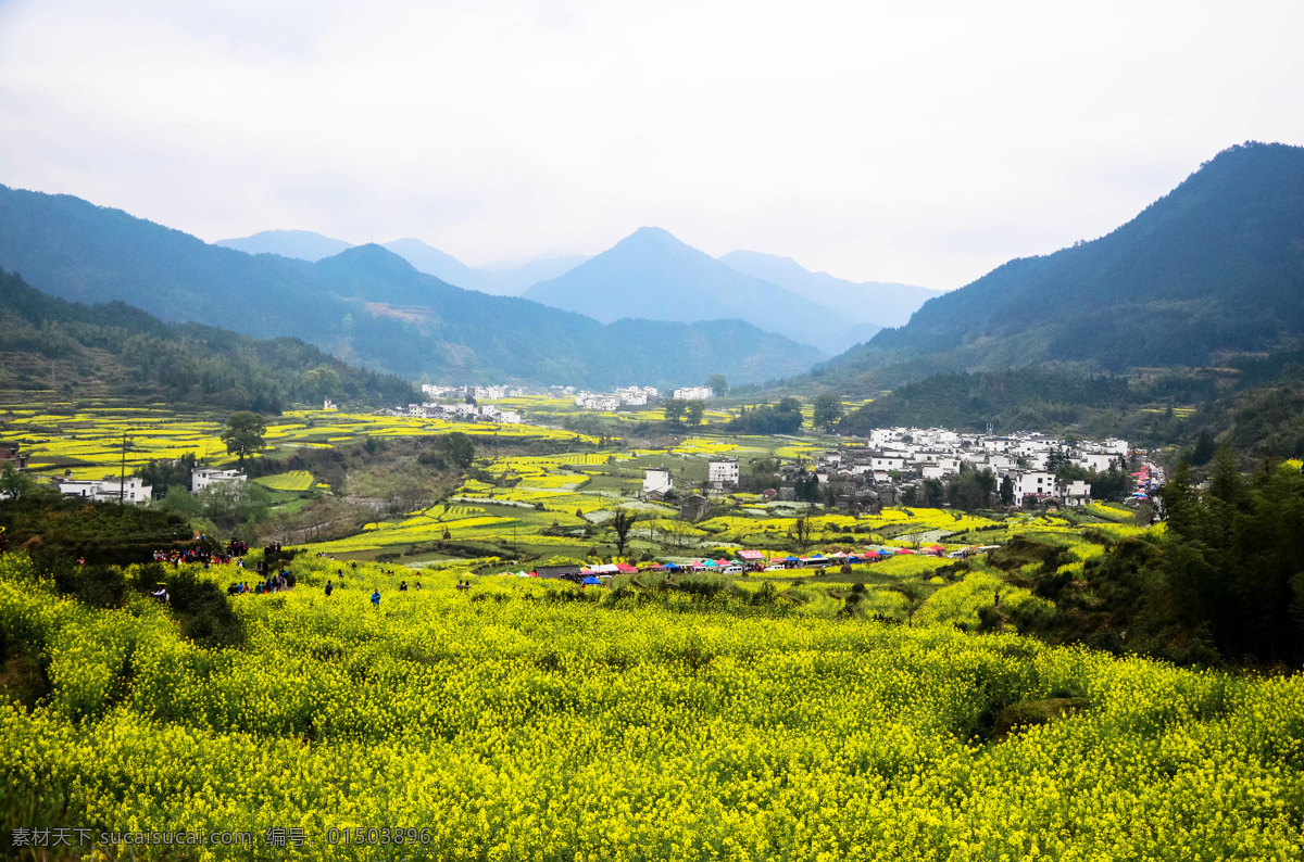 婺源风光 婺源 江西婺源 江西婺源旅游 婺源旅游 江西旅游 婺源油菜花 油菜花 旅游摄影 国内旅游