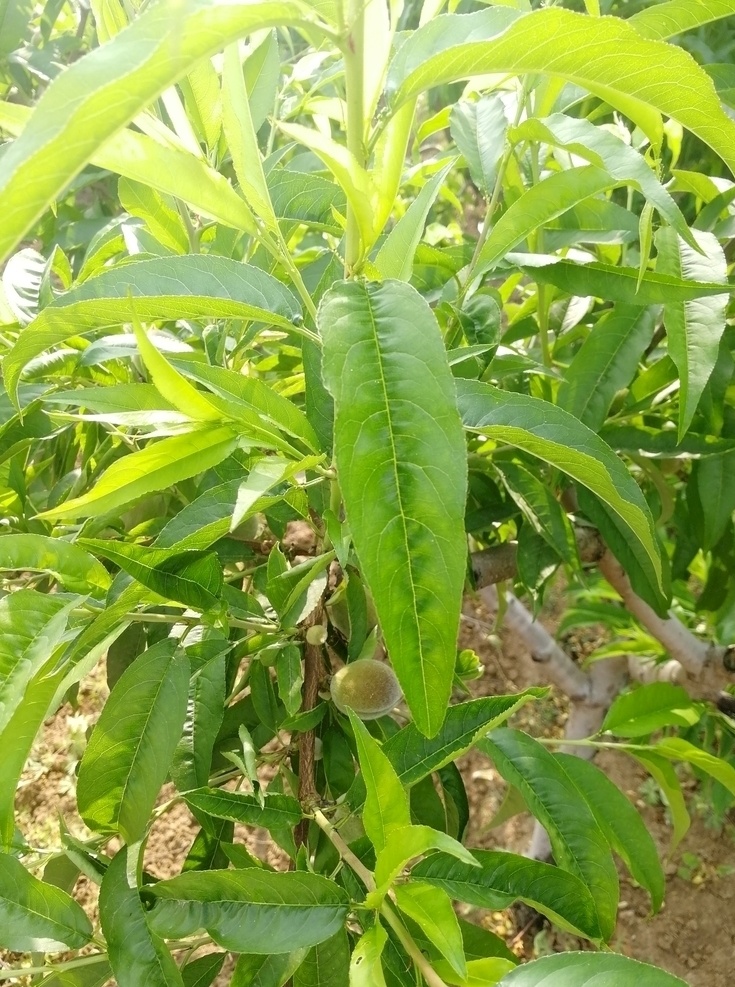 桃树 果树 绿叶 果园 水蜜桃 生物世界 水果树 自然景观 田园风光 照片