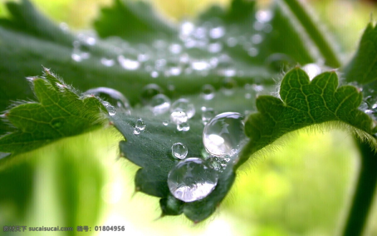 新雨 后 花草 美景 南瓜 生物世界 树叶 水滴 水珠 新雨后 下雨 雨后 植物 psd源文件