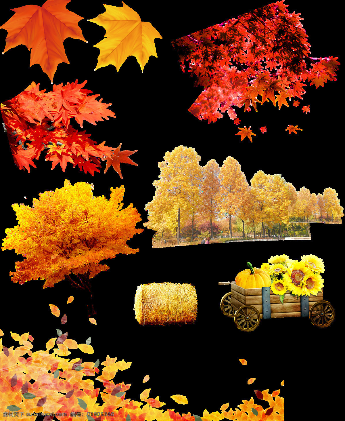 秋天 各式 枫树 枫叶 透明 黄色 红色 菊花 树叶 透明素材 免扣素材 装饰图片