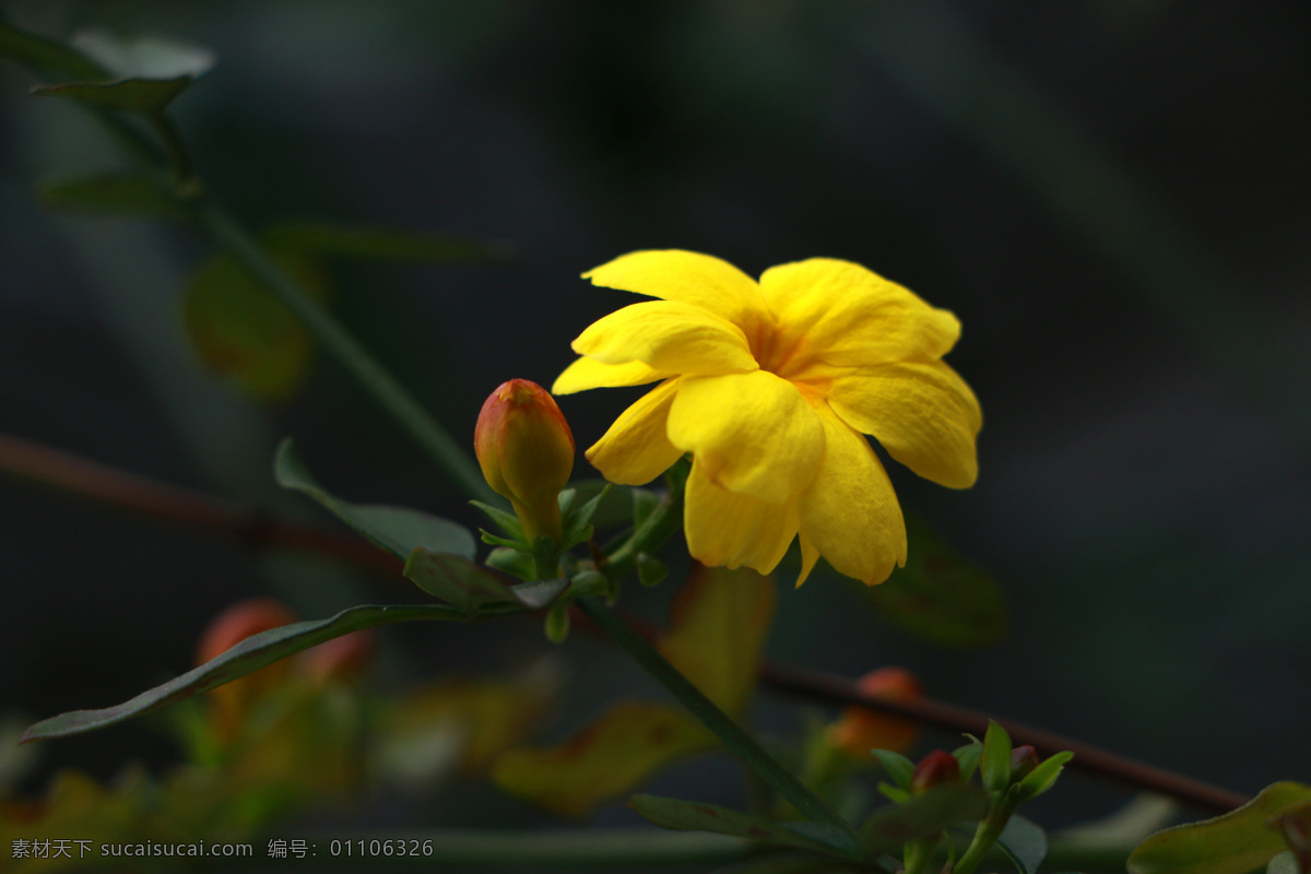 报春花 春天 花蕾 花苞 花朵 黄色花朵 春天的花朵 摄影图片 生物世界 花草