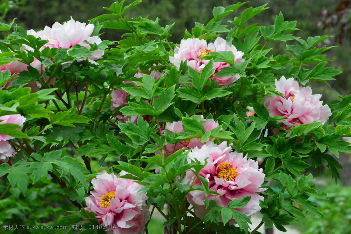 牡丹花 牡丹 鼠姑 木芍药 百雨金 洛阳花 花卉 花儿 花草 植物 园林绿化 绿化景观 花朵 芍药牡丹 生物世界