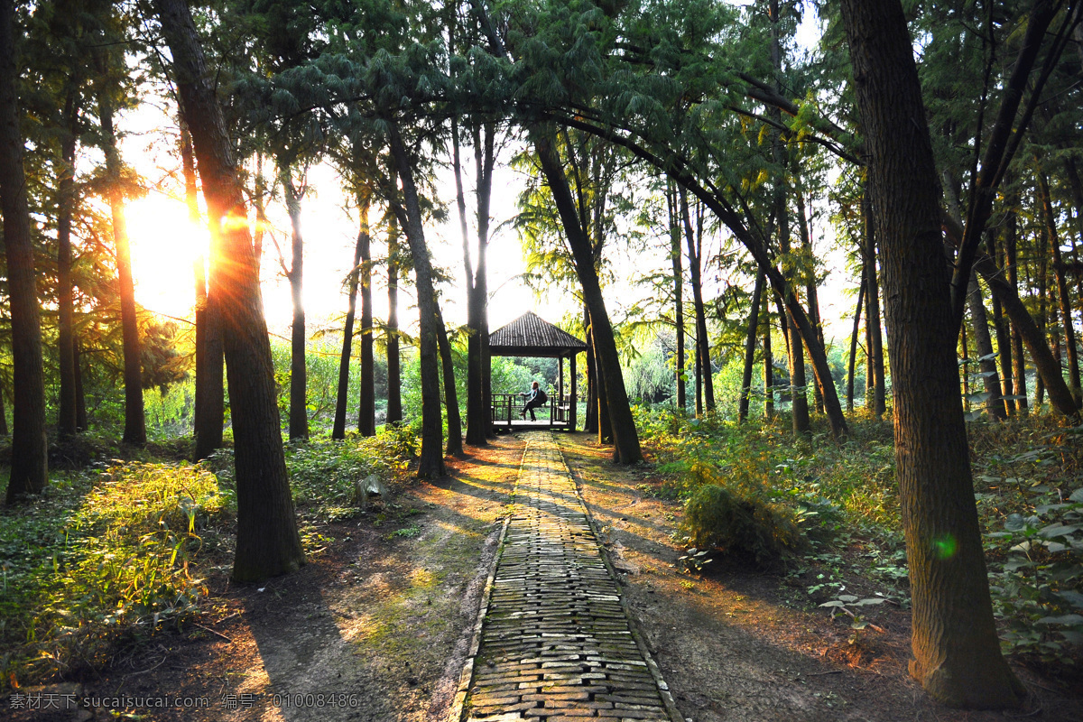 阳光 树林 黄昏 森林 树木 小路 泥路 亭子 人物 野草 风景 风景摄影 自然风景 旅游摄影